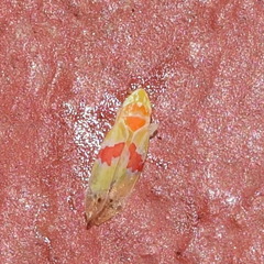 Dikrella cockerellii