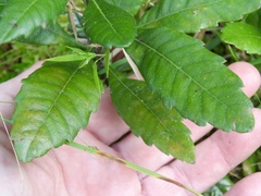 Morella caroliniensis