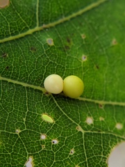 Zopheroteras