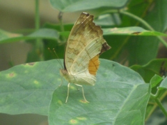Junonia terea terea