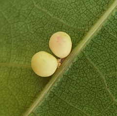 Zopheroteras