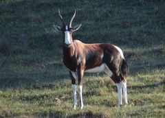 Damaliscus pygargus pygargus