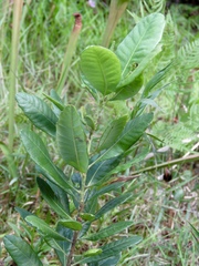 Morella caroliniensis