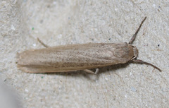 Crambidia dusca