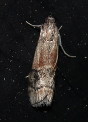 Euzophera vinnulella