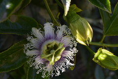 Passiflora edulis edulis