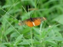 Acraea pseudegina