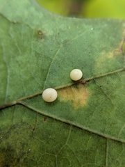 Zopheroteras hubbardi