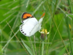 Colotis euippe