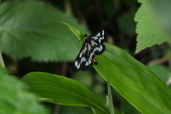 Cystidia truncangulata