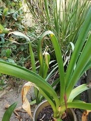 Hippeastrum striatum