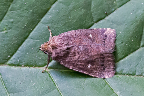 Small Brown Quaker photo 5