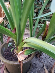 Hippeastrum striatum