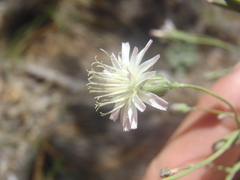 Hieracium carneum