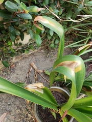 Hippeastrum striatum