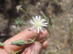Hieracium carneum