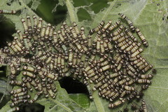 Dysschema leucophaea