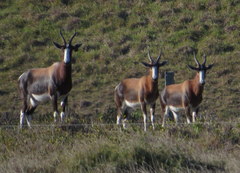 Damaliscus pygargus pygargus