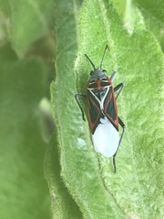 Anochrostomus formosus