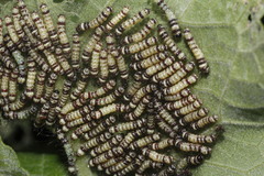 Dysschema leucophaea