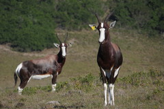 Damaliscus pygargus pygargus