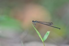 Prodasineura collaris