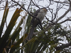 Eudynamys orientalis cyanocephalus