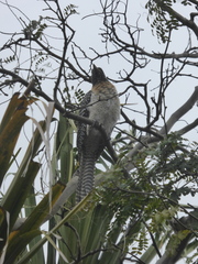 Eudynamys orientalis cyanocephalus