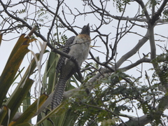 Eudynamys orientalis cyanocephalus