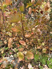 Physocarpus malvaceus