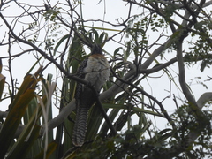 Eudynamys orientalis cyanocephalus