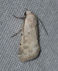 Leucocnemis perfundis