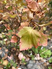 Physocarpus malvaceus