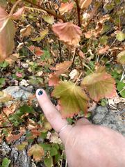 Physocarpus malvaceus