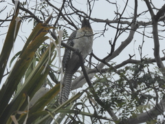 Eudynamys orientalis cyanocephalus