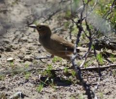 Pseudoseisura gutturalis