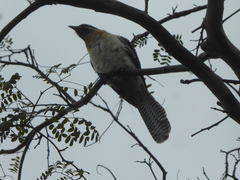 Eudynamys orientalis cyanocephalus