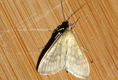 Mecyna submedialis