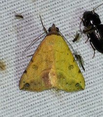 Hemeroplanis floccalis