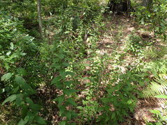 Doellingeria sericocarpoides