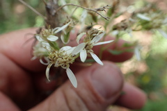 Doellingeria sericocarpoides