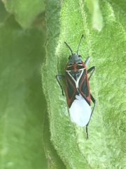 Anochrostomus formosus