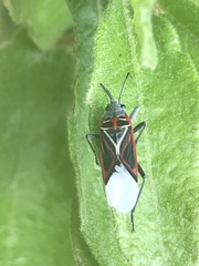 Anochrostomus formosus