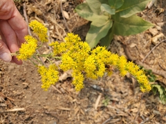 Solidago elongata