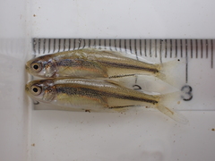Richardsonius balteatus