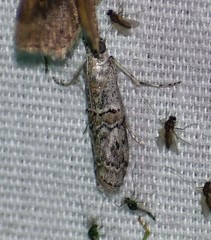 Zamagiria australella