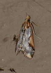 Loxostege albiceralis