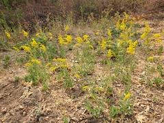 Solidago elongata