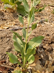 Solidago elongata