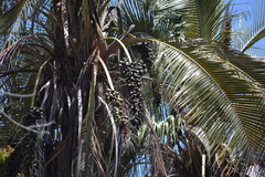Parajubaea cocoides